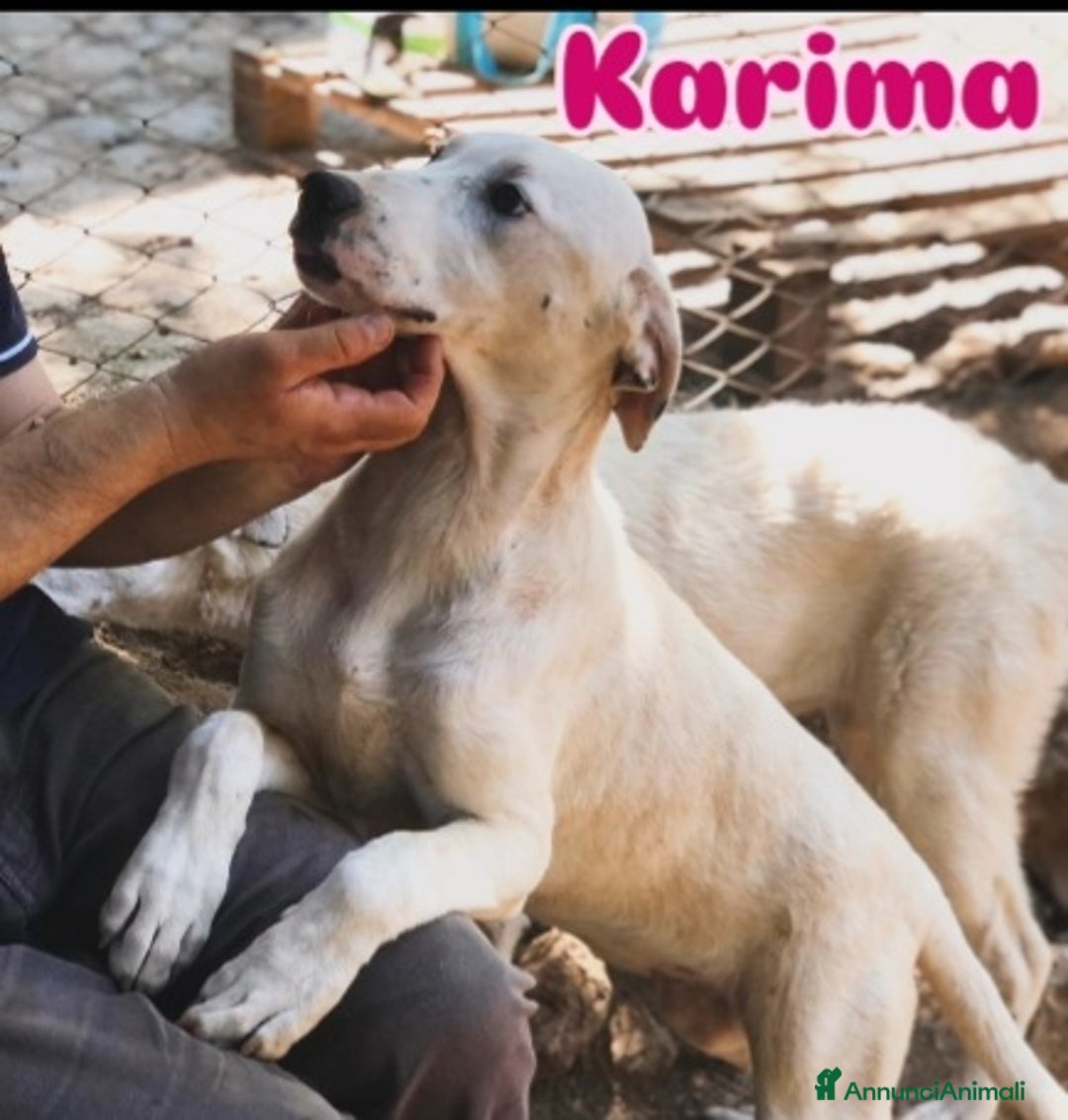 Meticcio cani in regalo: Quasi 7mesi mix molossini NESSUNO LI NOTA.CALABRIA - Annuncio 3