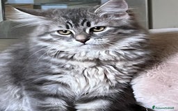 Siberiano gatti in vendita: Gatti siberiani  a Provincia di Biella - Immagine 32