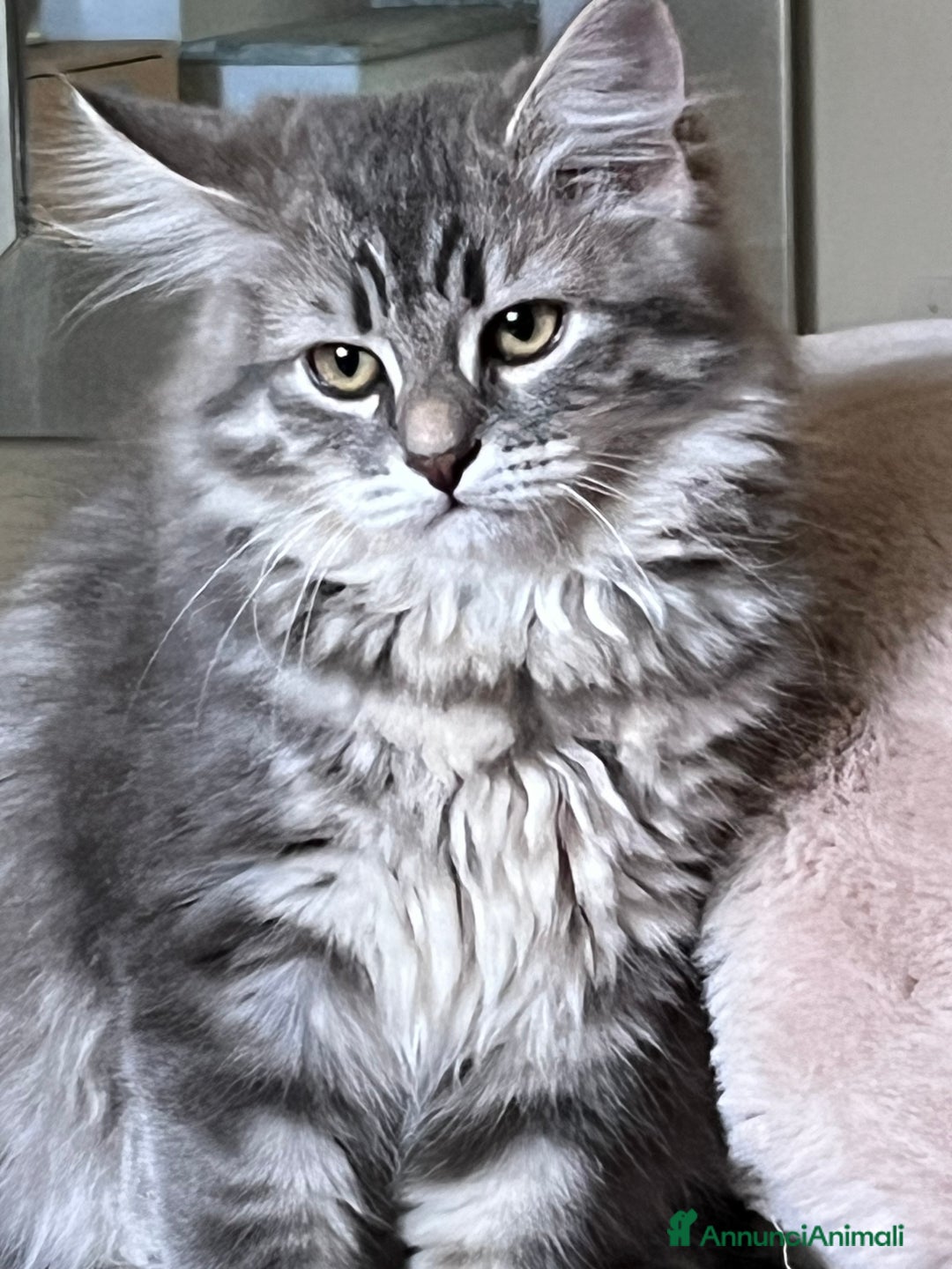 Siberiano gatti in vendita: Gatti siberiani  a Provincia di Biella - Immagine 32
