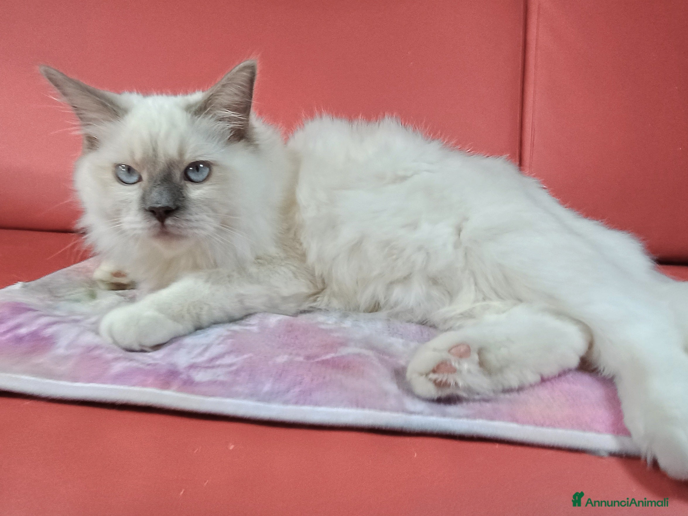 Ragdoll gatti Wonder Blue Sirius - Annuncio 1