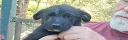 Meticcio cani in regalo: IL PICCOLO BLAZER STA ASPETTANDO LA SUA FAMIGLIA - Annuncio 3