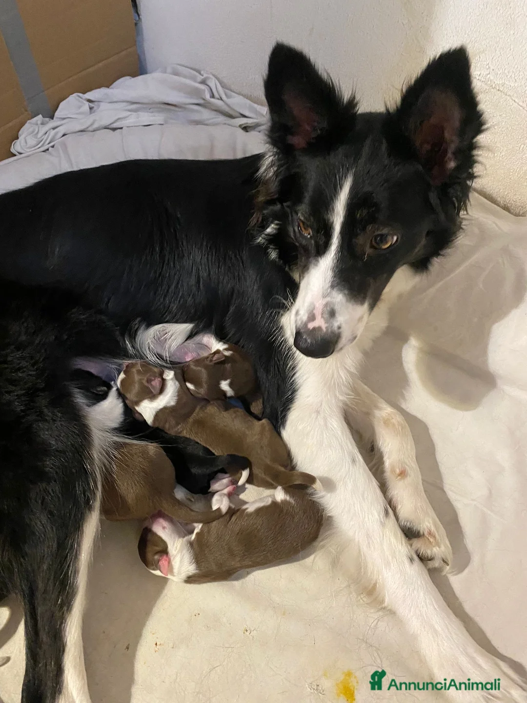 Border Collie cani in vendita: Cuccioli di Border Collie - Annuncio 7