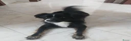 Meticcio cani in regalo: Regalo Maschio meticcio 2 anni e mezzo a Provincia di Avellino - Annuncio 2