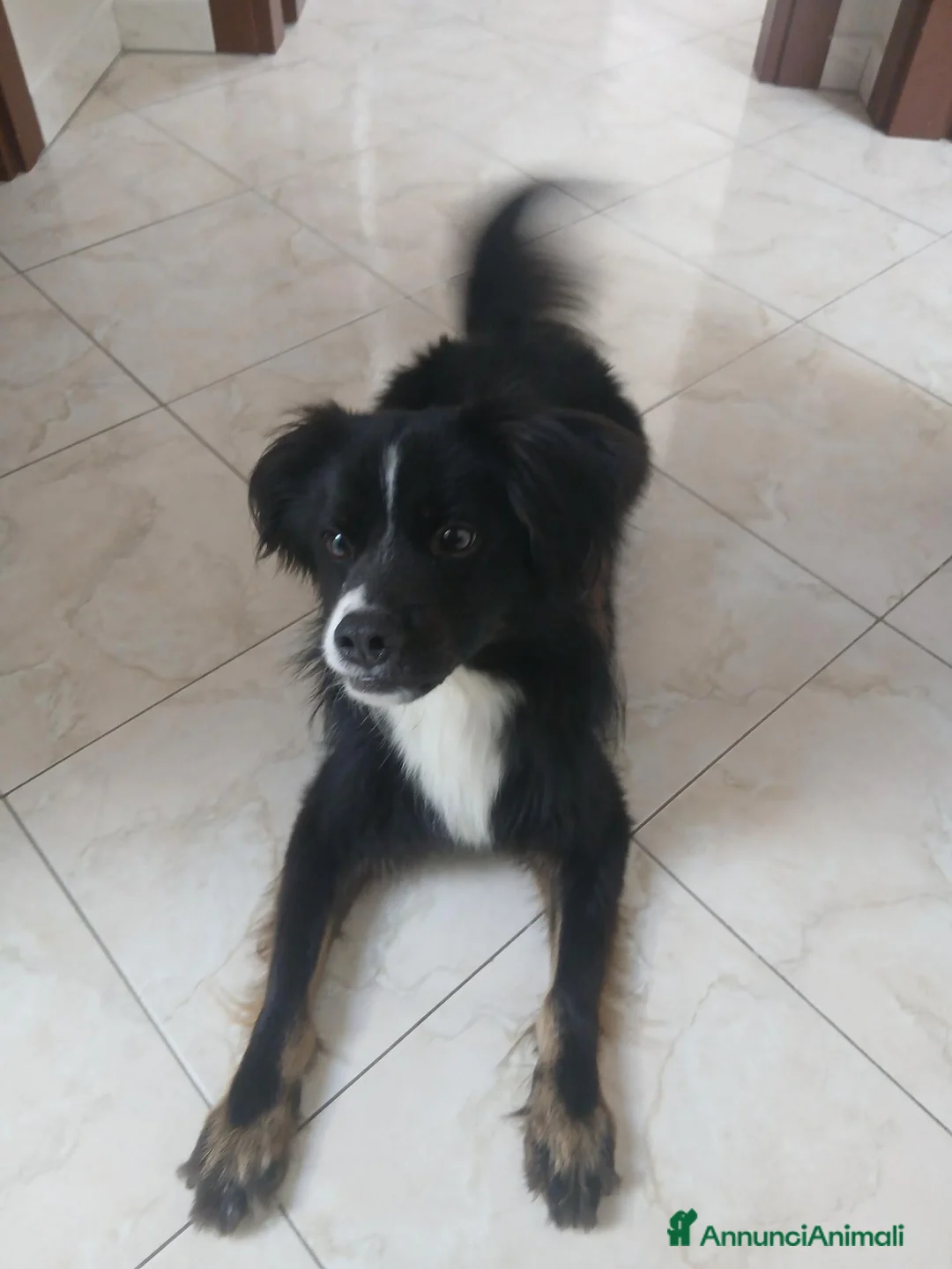 Meticcio cani in regalo: Regalo Maschio meticcio 2 anni e mezzo a Provincia di Avellino - Annuncio 2