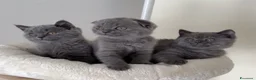 Scottish gatti in vendita: Scottish fold e straight  - Annuncio 2