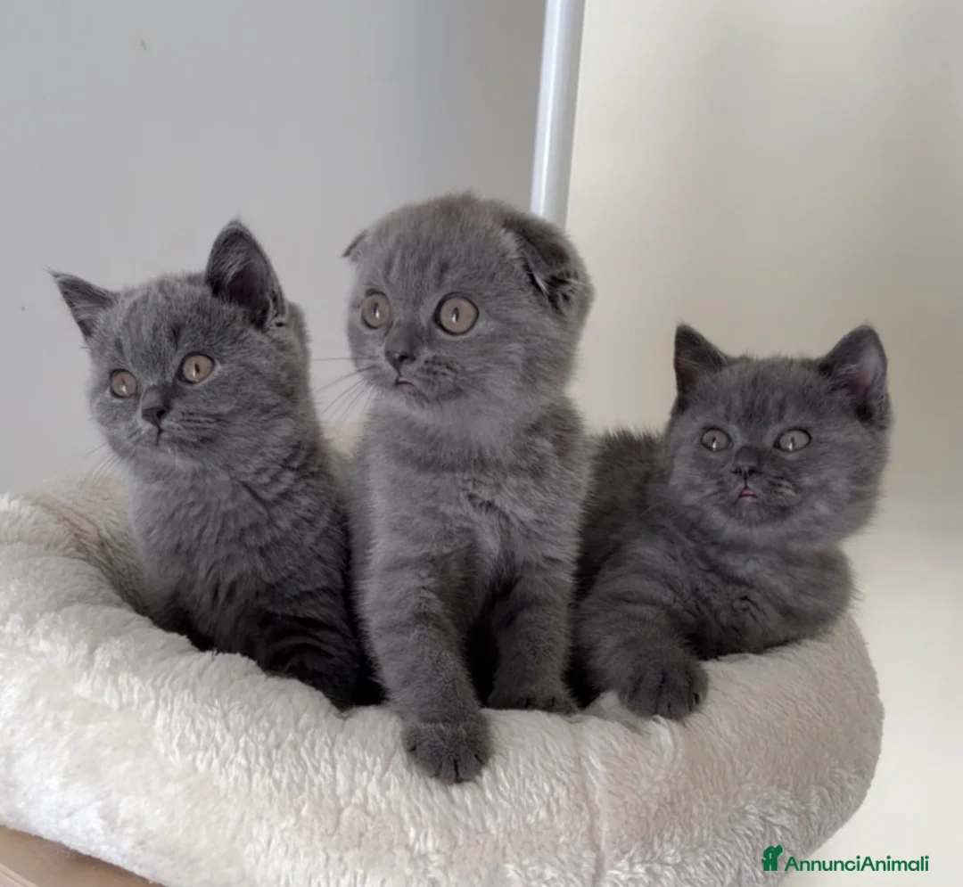 Scottish gatti in vendita: Scottish fold e straight  - Annuncio 2