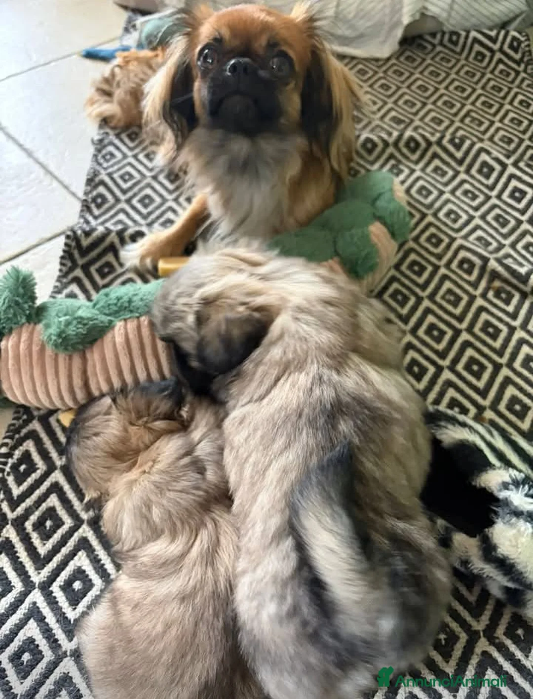 Pechinese cani in vendita: Cucciola di pechinese  - Annuncio 1