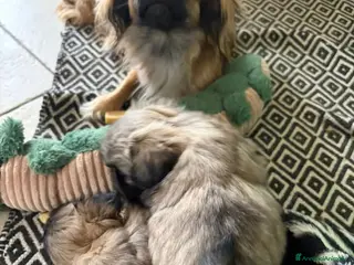 Pechinese cani Cucciola di pechinese - Annuncio 1