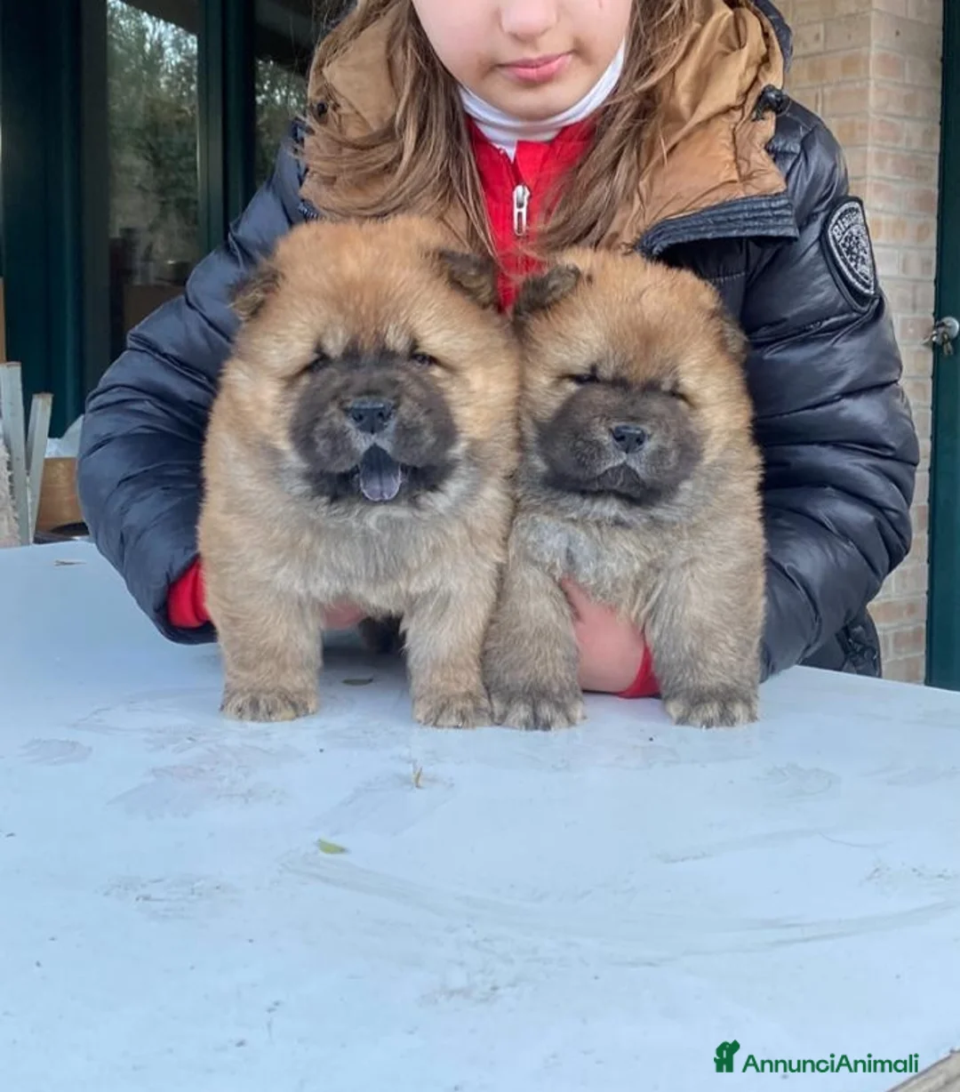Chow Chow cani in vendita: DISPONIBILI CUCCIOLI DI CHOW-CHOW ALTA GENEALOGIA - Annuncio 4