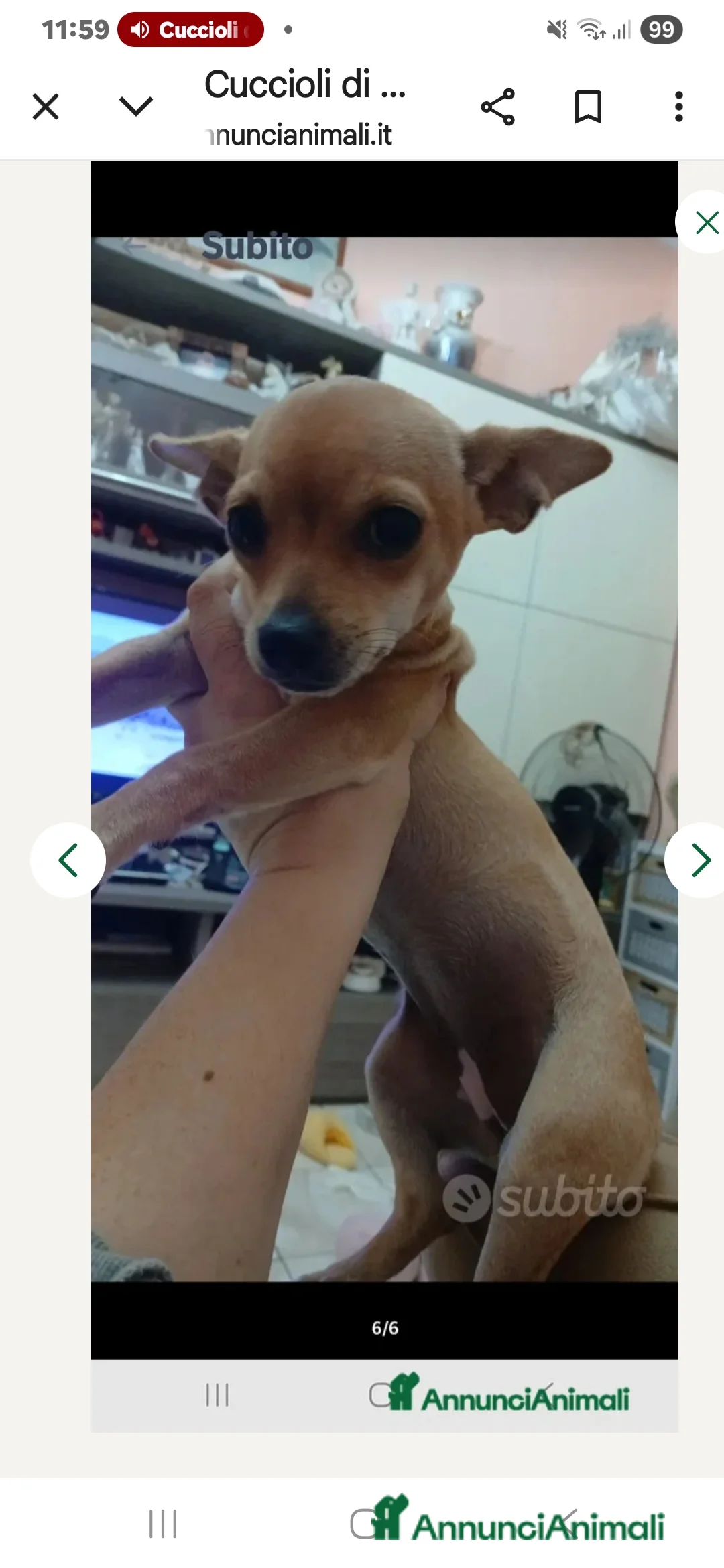 Chihuahua cani in vendita: Cuccioli di chihuahua - Annuncio 27