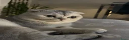 Scottish gatti per accoppiamento: Stallone scottish fold per accoppiamento - Annuncio 2