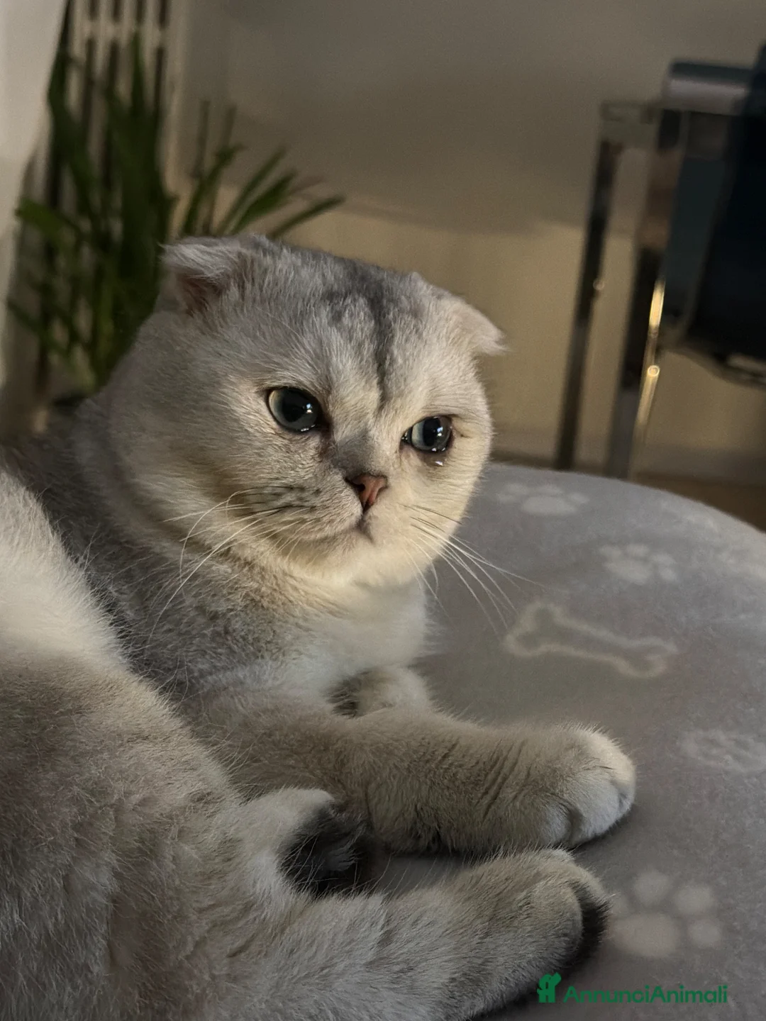 Scottish gatti per accoppiamento: Stallone scottish fold per accoppiamento - Annuncio 2