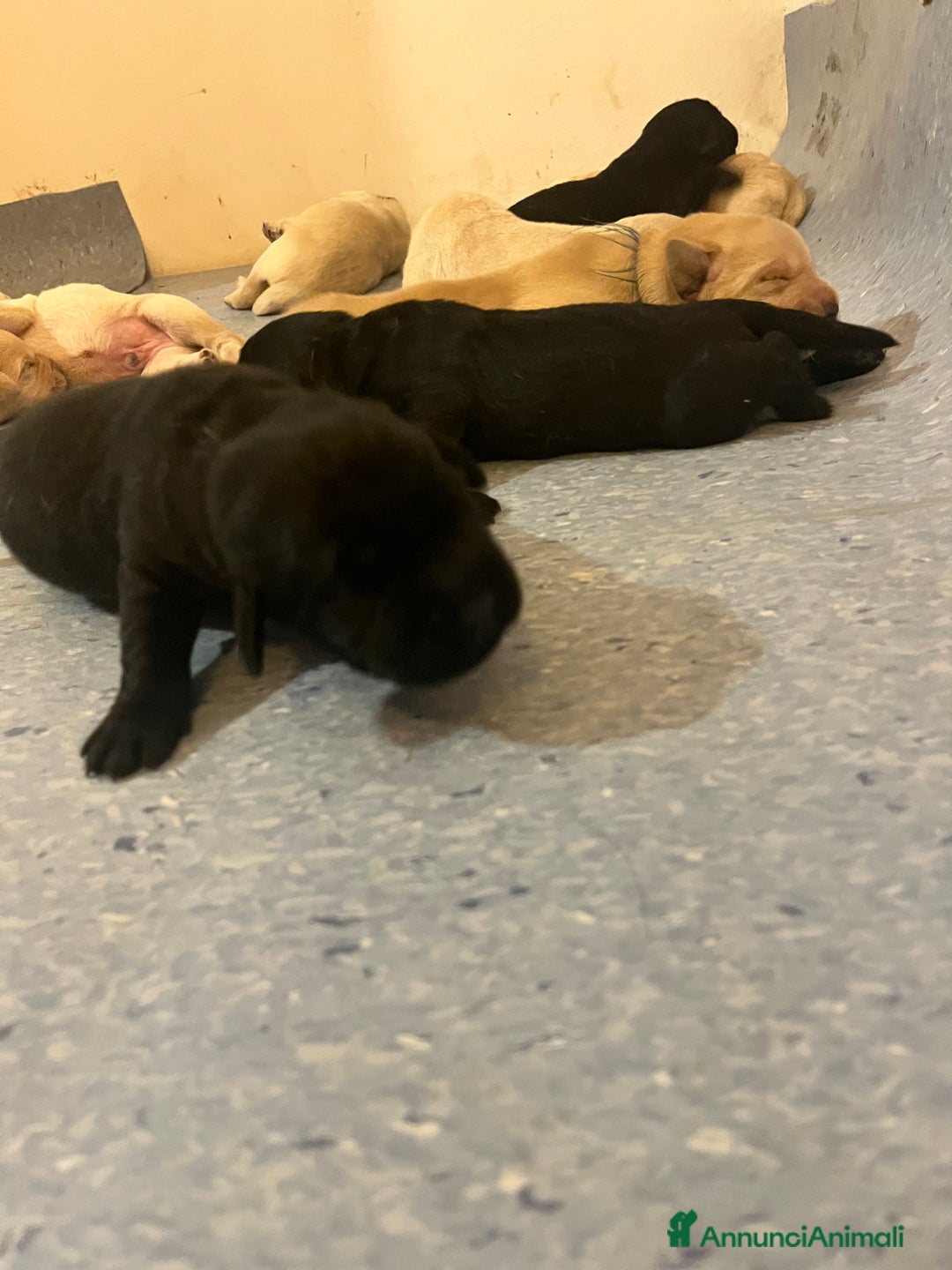 Labrador cani in vendita: Cuccioli Labrador  a Provincia di Bergamo - Immagine 8