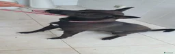 Pinscher Tedesco cani in regalo: Blake, pinscher Tedesco Mix in Canile a Catania - Annuncio 5