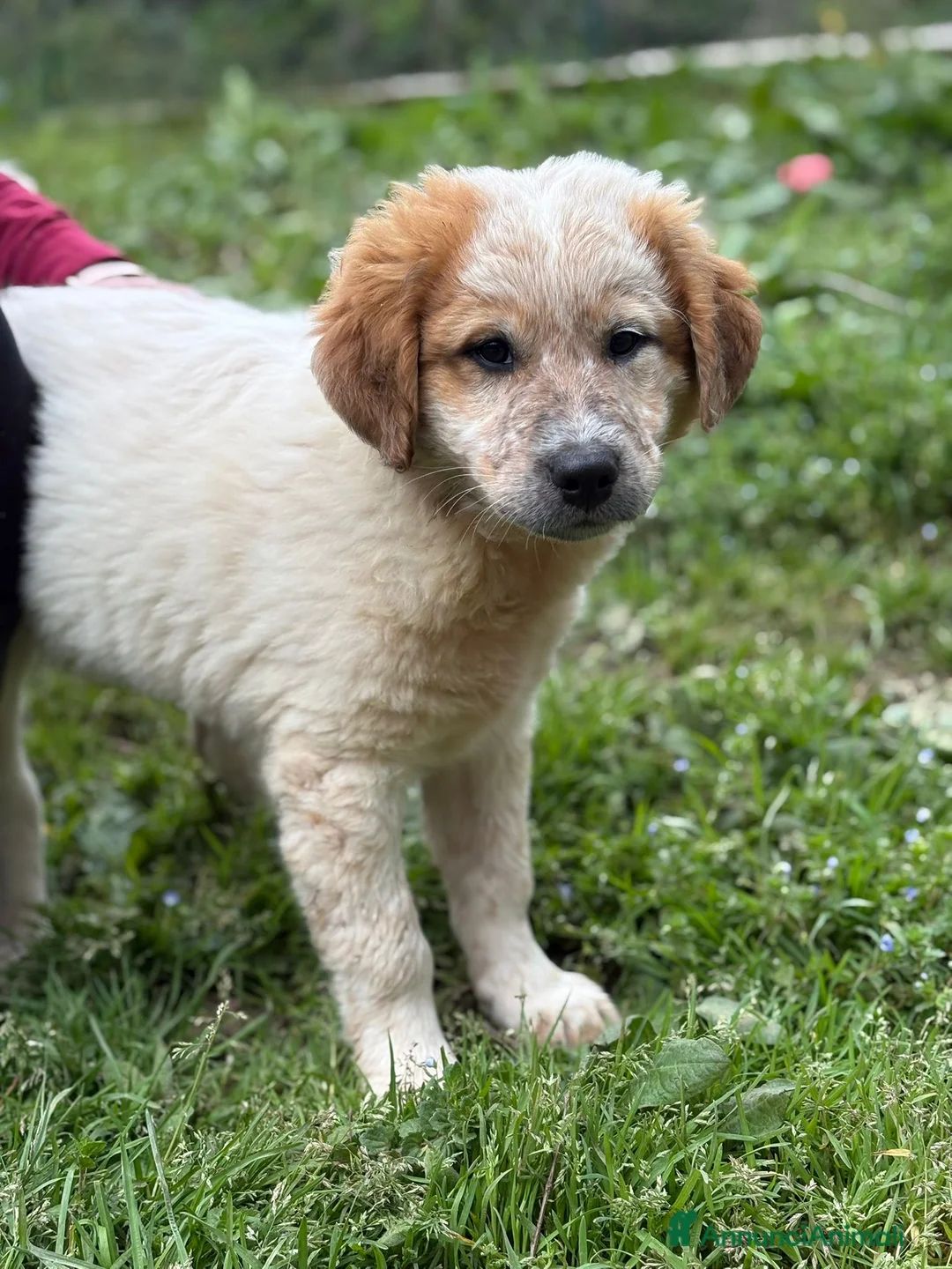 Meticcio cani in regalo: UNA MAMMA PER BIGNÈ  a Provincia di Varese - Annuncio 1