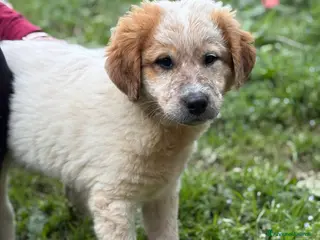 Meticcio cani in regalo: UNA MAMMA PER BIGNÈ - Annuncio 2