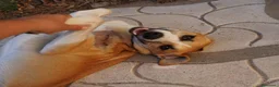 Meticcio cani in regalo: Stella, gli occhi della felicità - Annuncio 4