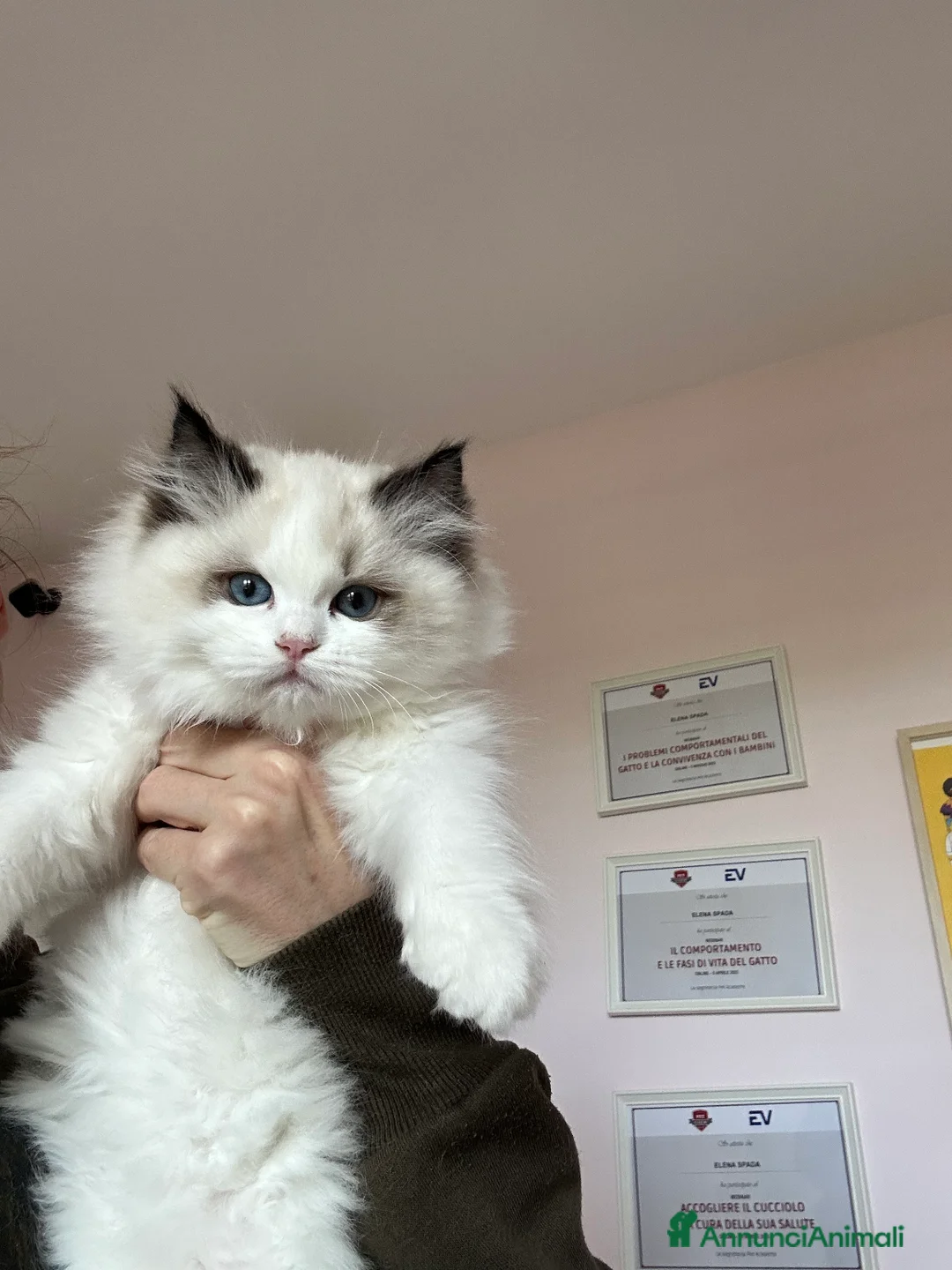 Ragdoll gatti in vendita: Cuccioli ragdoll con Pedigree  - Annuncio 2