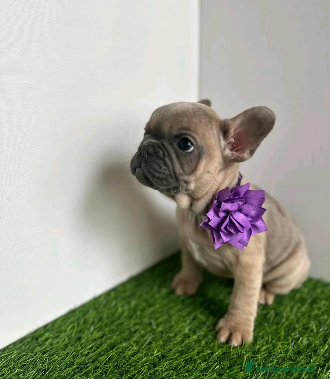 Bulldog Francese cani in vendita: Cuccioli di bulldog francese di 11 settimane a Città metropolitana di Roma Capitale - Annuncio 9