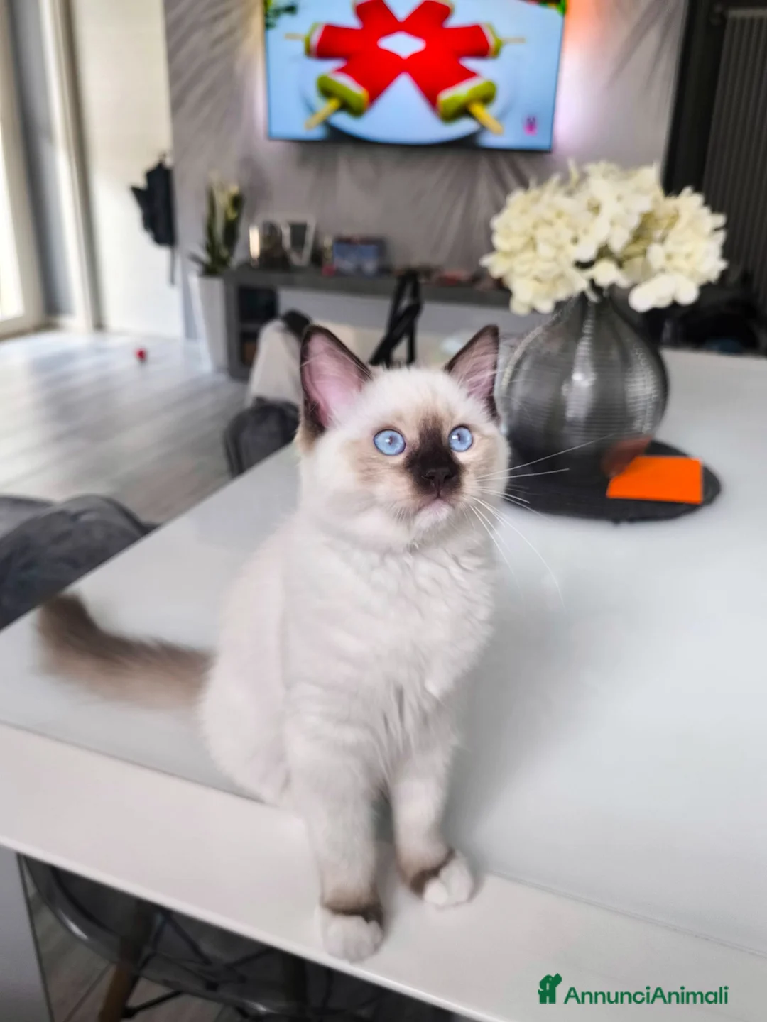 Ragdoll gatti in vendita: Ragdoll con pedigree Enfi - Annuncio 2