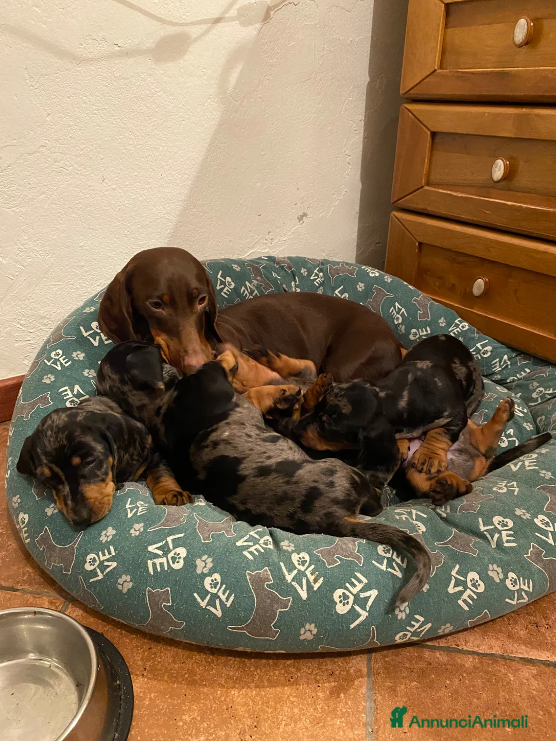 Bassotto cani in vendita: arlecchini silver - Annuncio 14