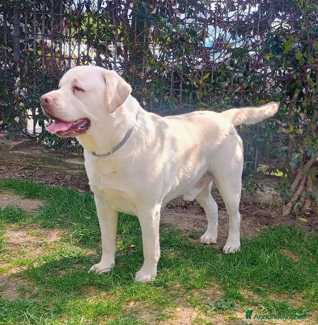 Labrador cani in vendita: Stupendi cuccioli di Labrador - Annuncio 4