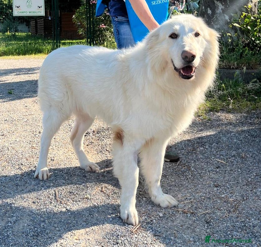 Meticcio cani RAMBO MAREMMANO - Annuncio 17