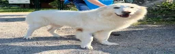 Meticcio cani in regalo: RAMBO MAREMMANO - Annuncio 1