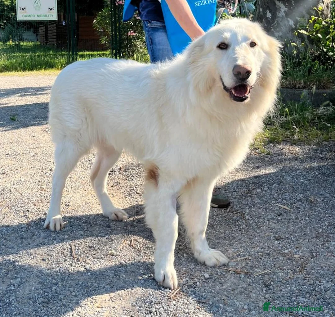 Meticcio cani in regalo: RAMBO MAREMMANO - Annuncio 1
