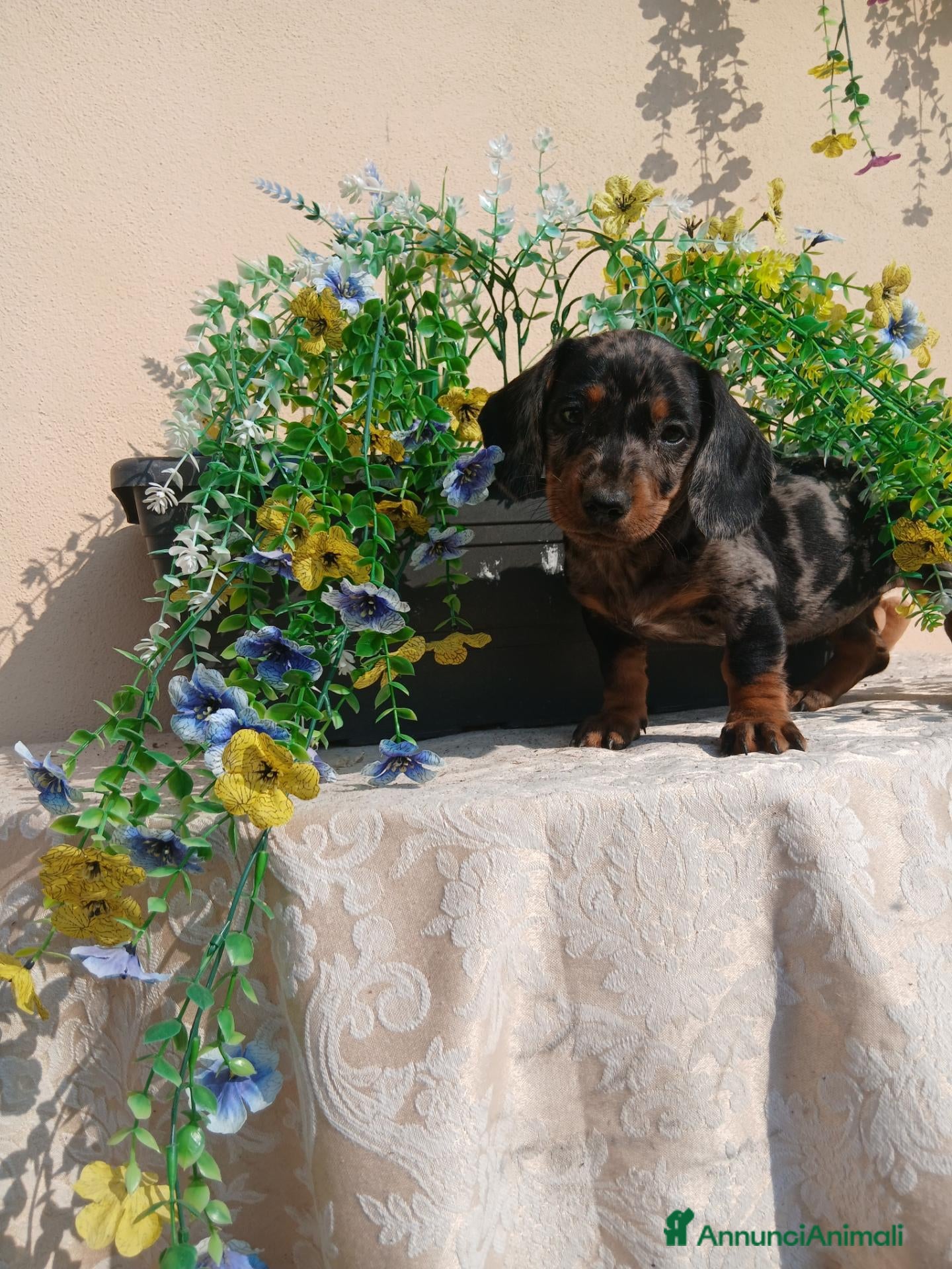 Bassotto cani Bassotto  - Annuncio 6