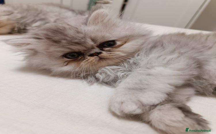 Persiano gatti a Provincia di Ancona - Annuncio 8