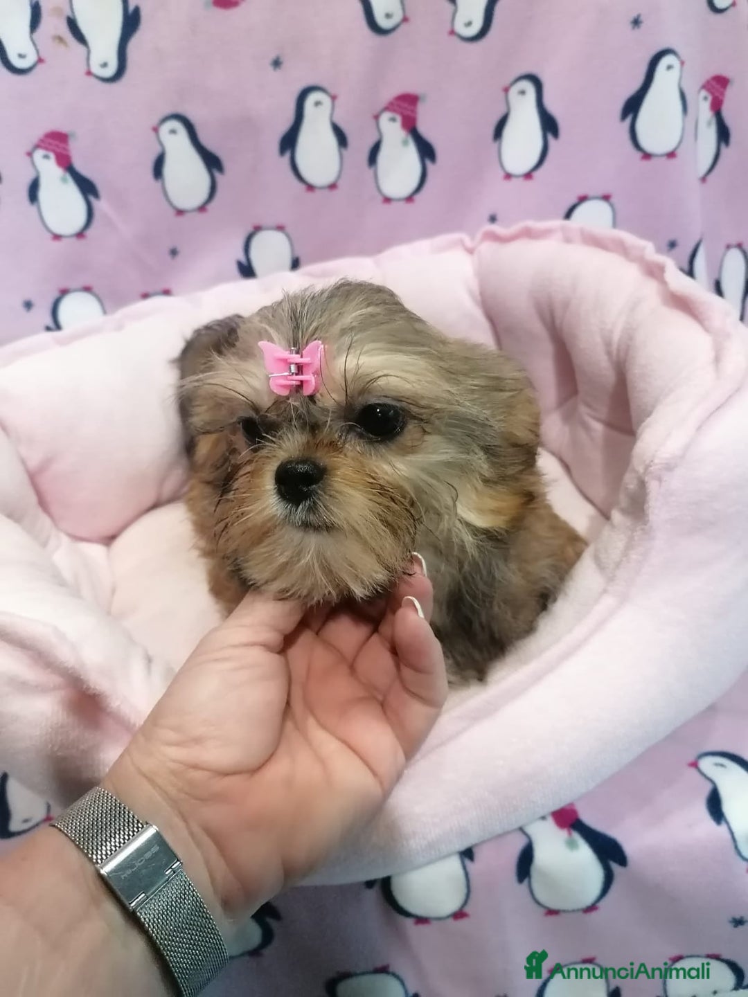 Meticcio cani in vendita: Shorkie cuccioli - Yorkshire e Shih Tzu a Province of Rovigo - Immagine 10