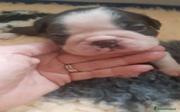 Boston Terrier cani in vendita: Boston terrier con pedigree  a Metropolitan City of Milan - Immagine 7