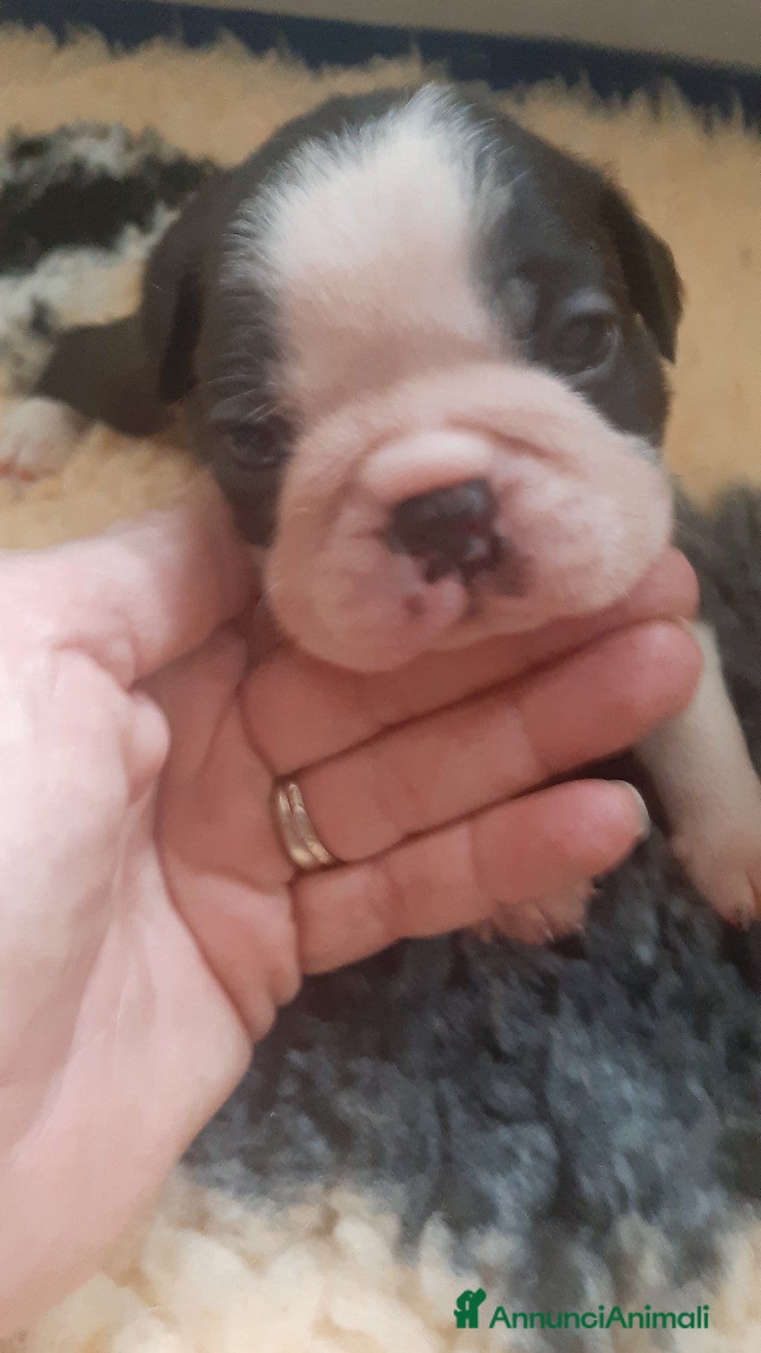 Boston Terrier cani in vendita: Boston terrier con pedigree  a Metropolitan City of Milan - Immagine 7