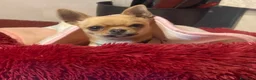 Meticcio cani in vendita: Cuccioli Pincher chihuahua  - Annuncio 8