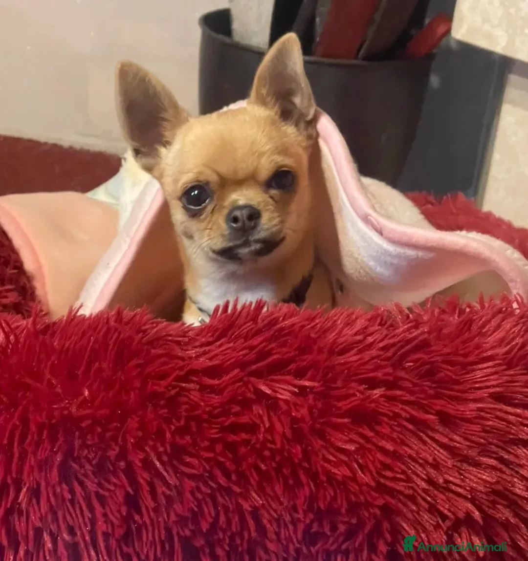 Meticcio cani in vendita: Cuccioli Pincher chihuahua  - Annuncio 8