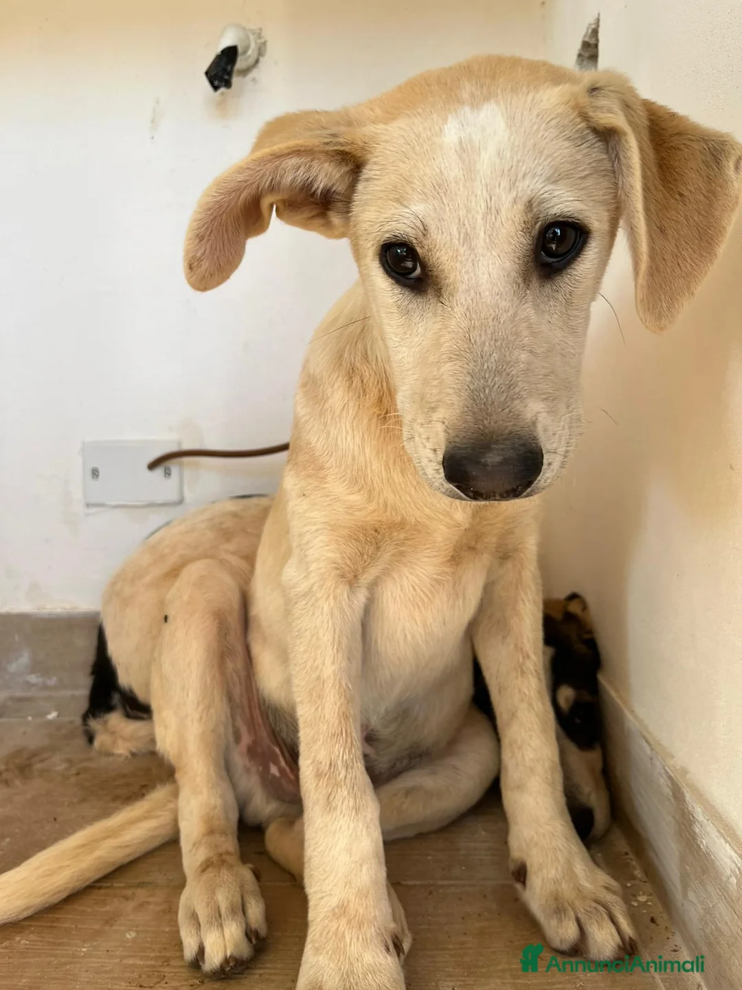 Meticcio cani in regalo: Goku cerca casa - Annuncio 4