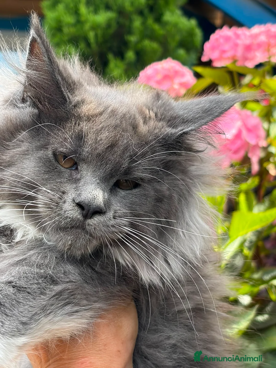 Maine Coon gatti in vendita: Cucciola Maine Coon - Annuncio 1