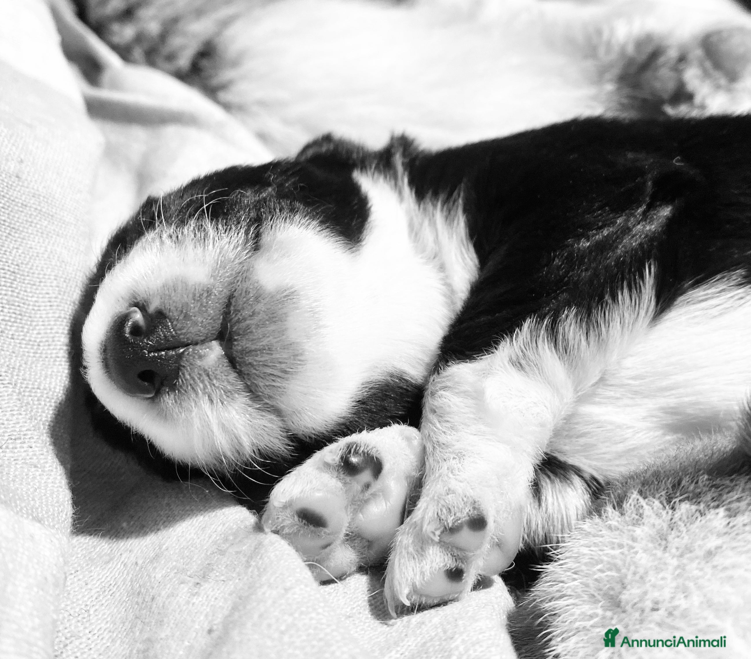 Border Collie cani Cuccioli incrocio Border collie - in adozione  - Annuncio 1