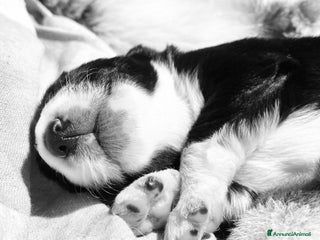 Border Collie cani Cuccioli incrocio Border collie - in adozione - Annuncio 4