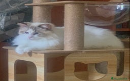 Ragdoll gatti in vendita: maschio ragdoll adulto  a Provincia di Forlì-Cesena - Immagine 2