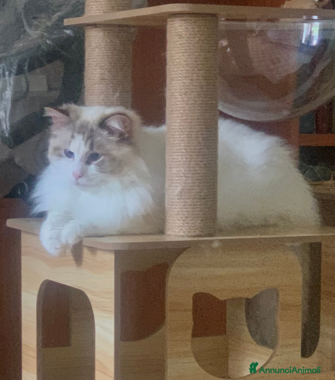 Ragdoll gatti in vendita: maschio ragdoll adulto  a Provincia di Forlì-Cesena - Immagine 2