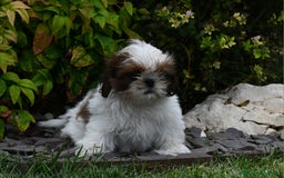 Shih Tzu cani in vendita: SHIH TZU CUCCIOLI PEDIGREE ENCI  a Provincia di Belluno - Immagine 4