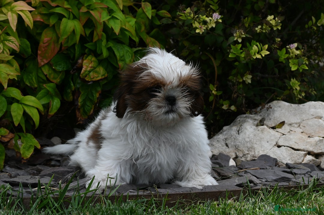 Shih Tzu cani in vendita: SHIH TZU CUCCIOLI PEDIGREE ENCI  a Provincia di Belluno - Immagine 4