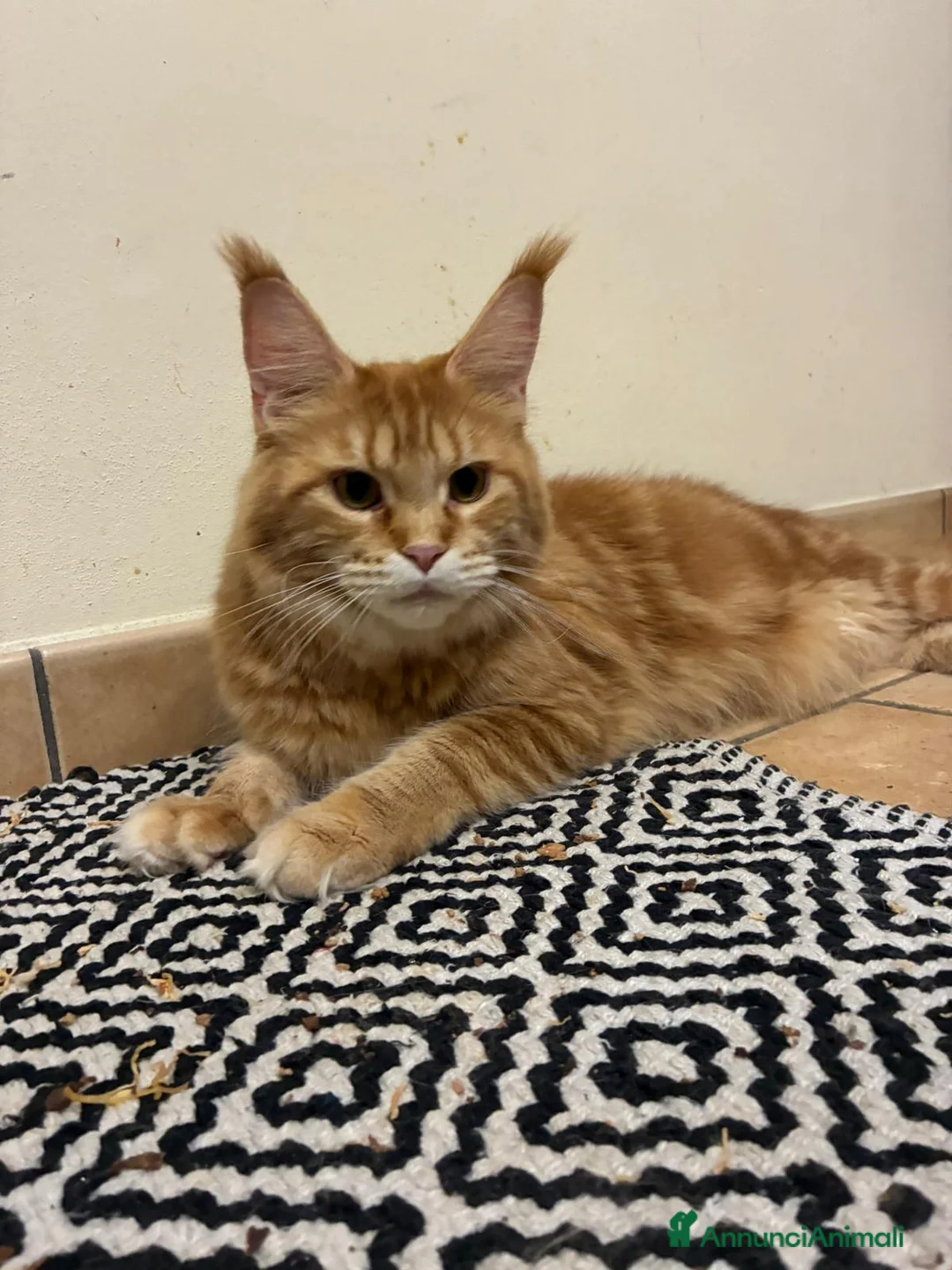 Maine Coon gatti in vendita: Maine coon  - Annuncio 1