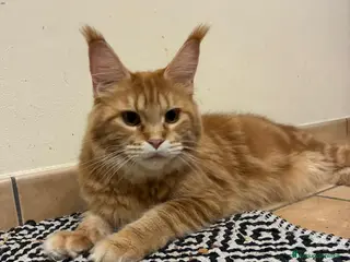 Maine Coon gatti Maine coon - Annuncio 2