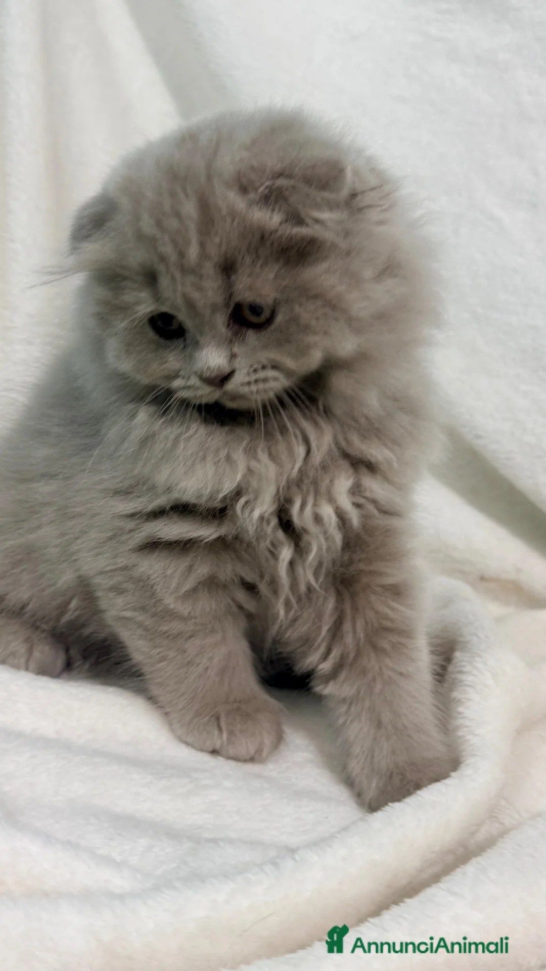 Scottish gatti in vendita: Scottish fold - Annuncio 6