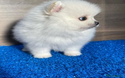 Volpino Pomerania cani in vendita: Cuccioli spitz tedesco nano o pomerania a Città metropolitana di Roma Capitale - Immagine 3