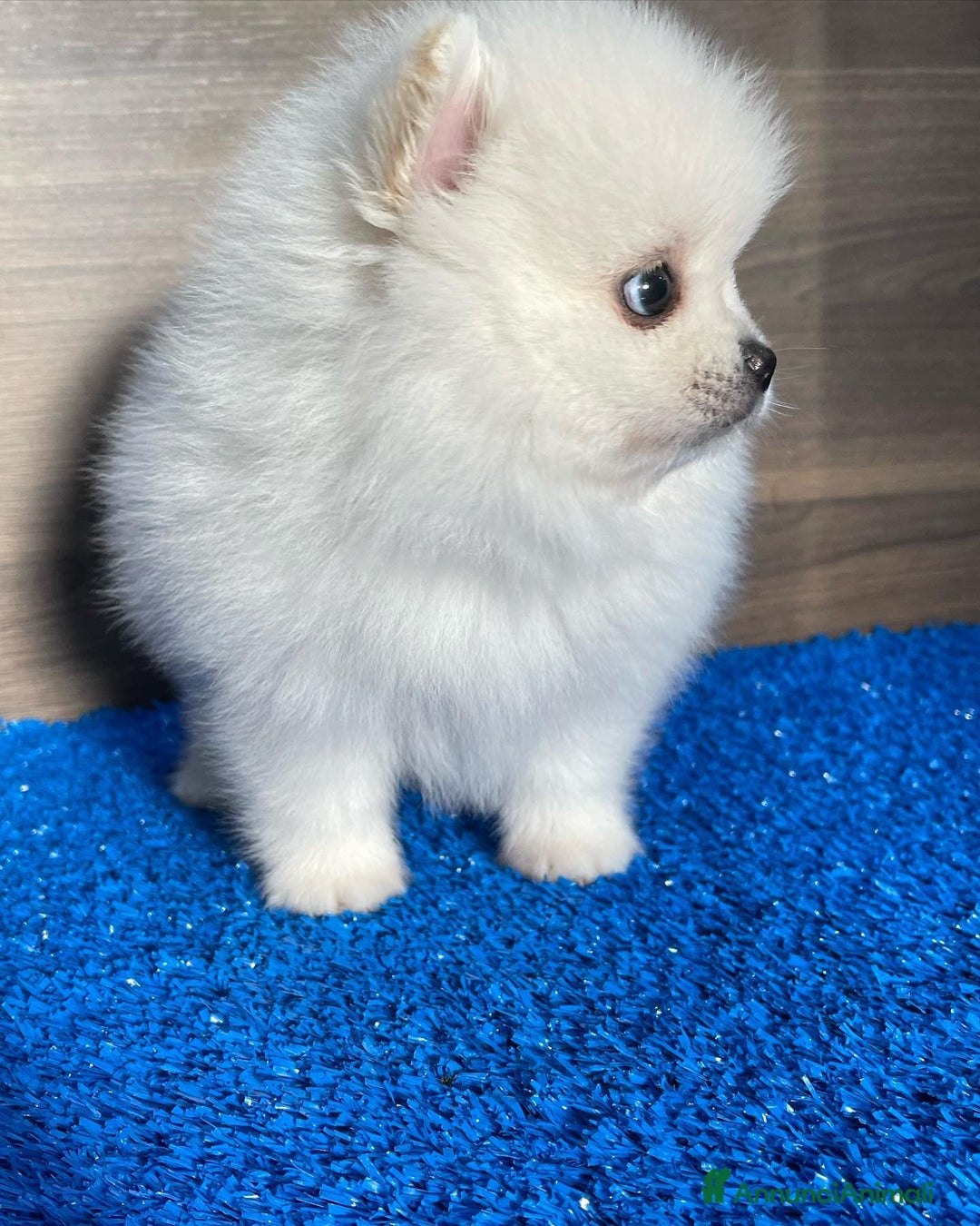 Volpino Pomerania cani in vendita: Cuccioli spitz tedesco nano o pomerania a Città metropolitana di Roma Capitale - Immagine 3