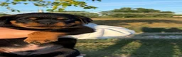 Rottweiler cani in vendita: Cuccioli di Rottwelier taglia grande  - Annuncio 9